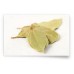 Лавровый лист Bay Leaves Badia® USA - 170.1 гр #00313