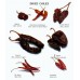 Перец чили целый Пекин Piquin Chili Pods Whole by Pepitos Chilitos® 30000-50000 Scoville Heat Units - 1lb\ 0.454кг #20586