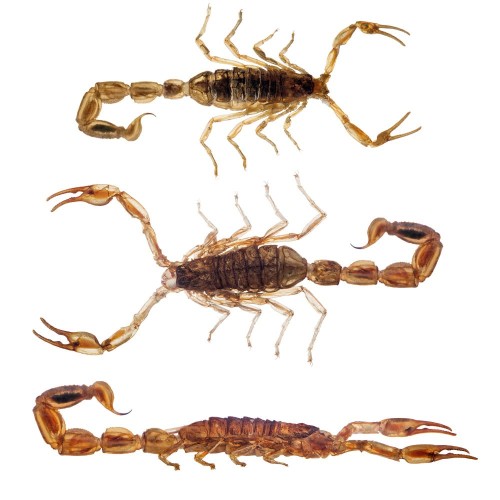 Скорпион Маньчжурский съедобный Manchurian Scorpion от EntoVida® USA - 24шт\уп. #EV-026-00010-1