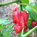 Дыхание Дракона - целые стручки Dragon's Breath Pepper от Fiery Farms® USA 1,2 - 2,4 млн. SHU - 1кг./2.2 lb. #RDBWP-KG